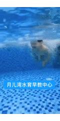 婴儿游泳家长常见问题及解答话术,育儿专家说婴儿游泳