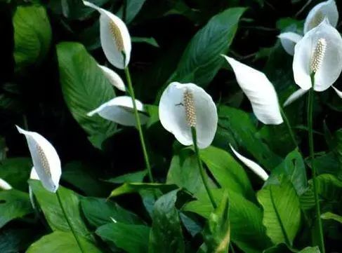 一帆风顺叶尖发黄？掌握5个小技巧，叶片翠绿，花苞蹭蹭窜