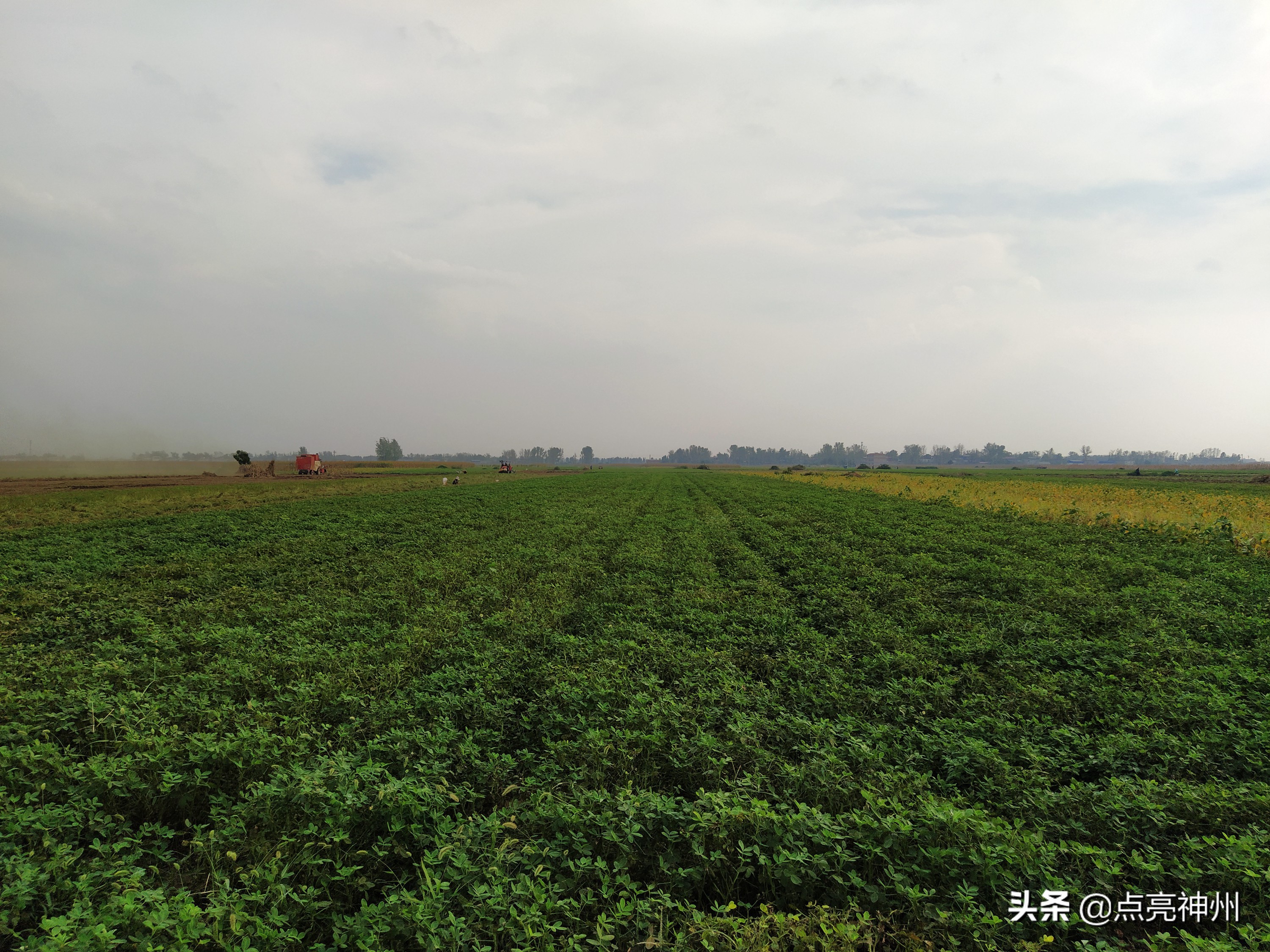 农村收花生的辛苦,下乡收花生挣钱吗