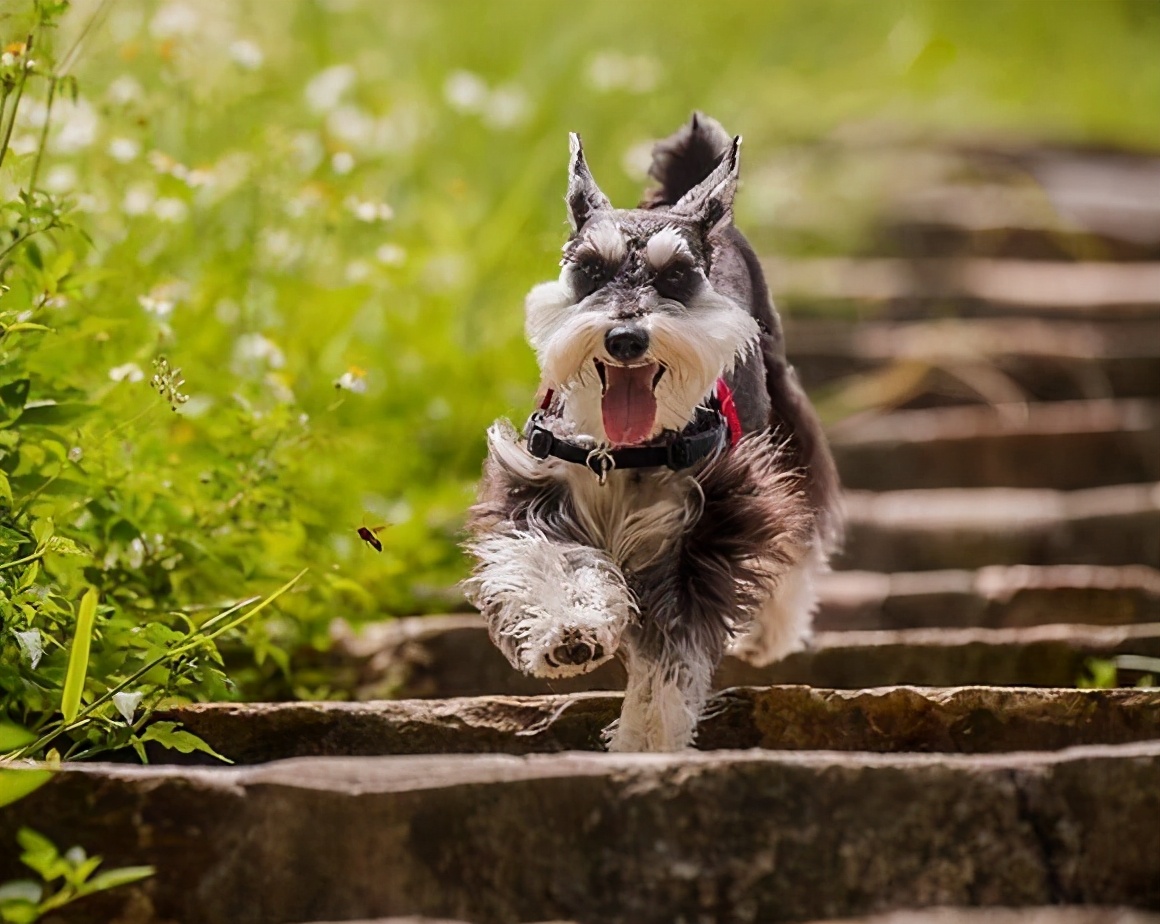 养雪纳瑞的十大忠告,兽医告诫狗狗