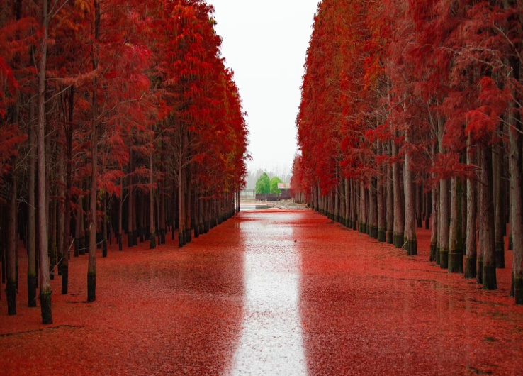 仙桃梦里水乡美如画,魅力仙桃梦里水乡