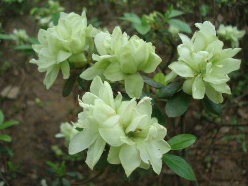 杜鹃花植物图片大全,最漂亮的杜鹃花品种有哪些