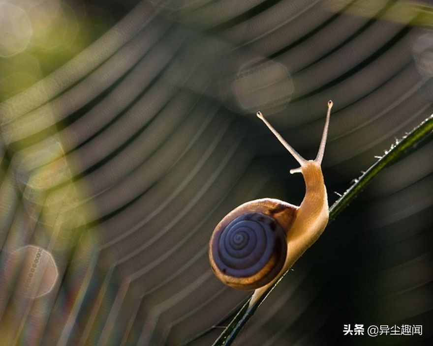 最漂亮的蜗牛图片,100幅蜗牛图片