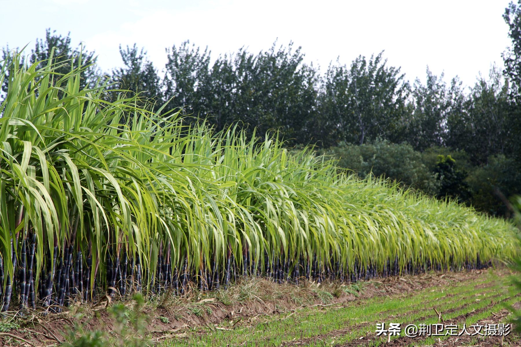高标准农田种植水果甘蔗,山西农民种甘蔗