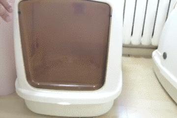 黑色猫配什么样的猫好看,猫选什么样的厕所