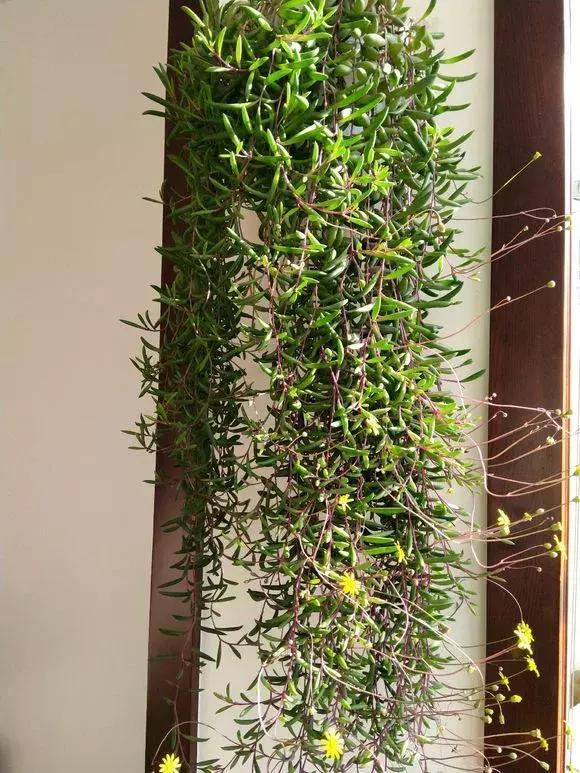 多肉吊兰哪种比较好养,哪种吊兰多肉耐寒耐晒