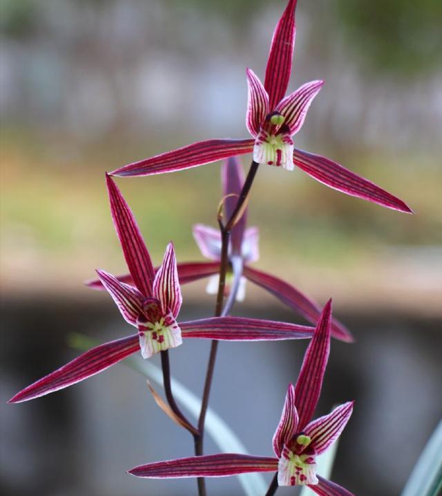 即香又好看又名贵的兰花,香味最好的兰花是哪个品种