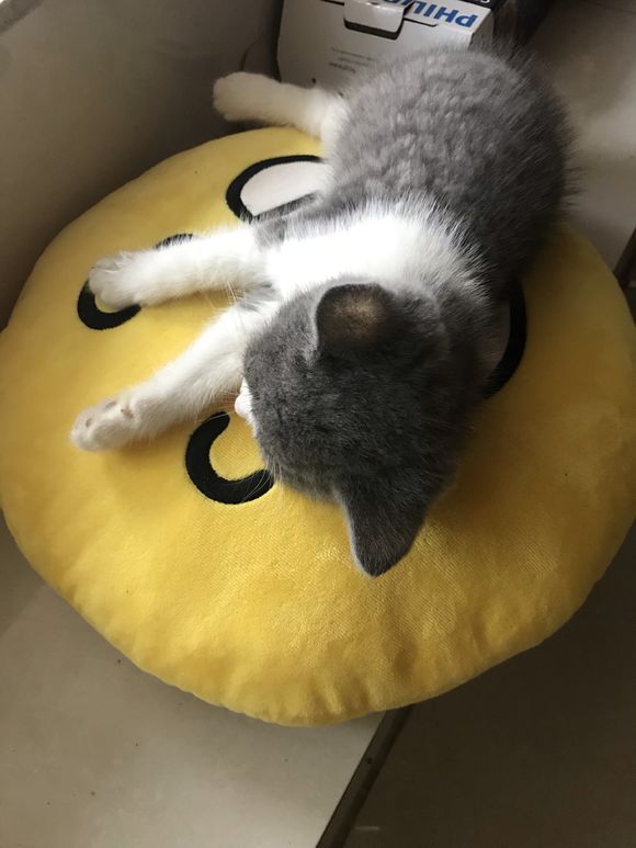 小奶猫特别粘人怎么办啊,英短不粘人怎么办