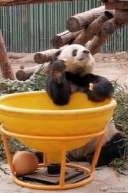 外国疫情下的大熊猫,英国大熊猫被送回中国