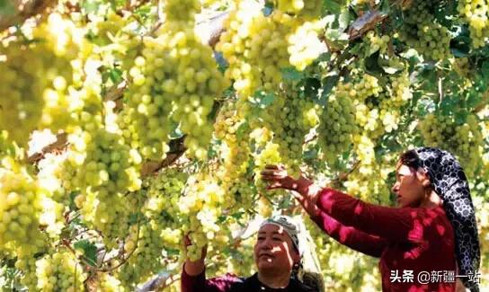 新疆十八怪讲解,新疆十八怪全集电影