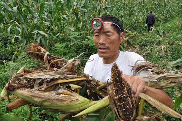 农村野猪有什么办法让它消失,山上野猪泛滥的方法