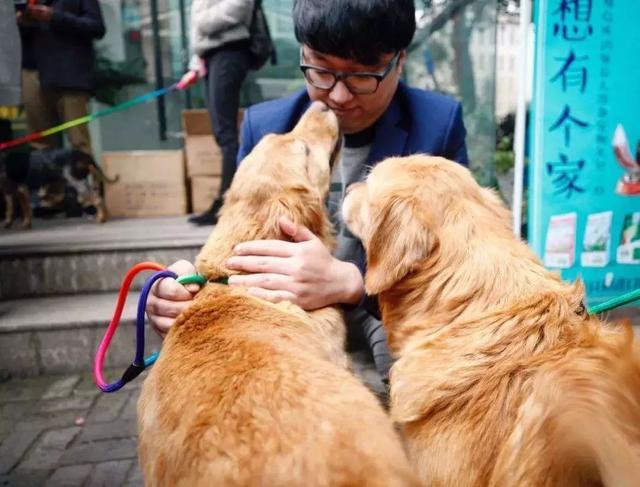 阿拉斯加被领养后又遭罪,面庞皮肤坏死,领养时四点条件不能少!