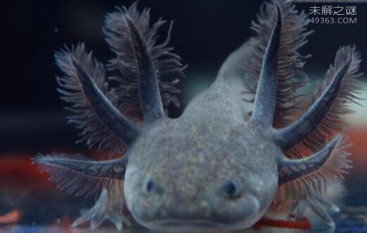 六角龙鱼怎么养才能长大,六角龙鱼怎么养会好看