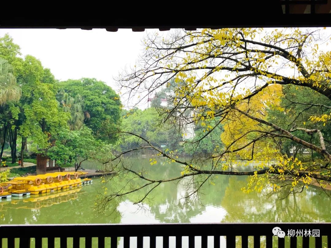 柳州的柳侯公园特色,柳州柳侯公园秋天美景