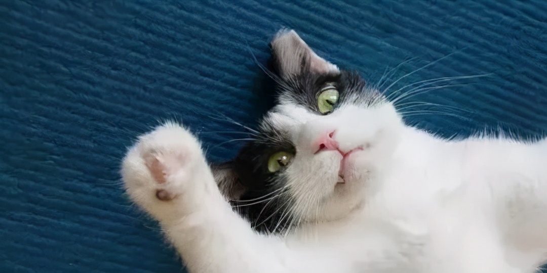 家里不同意养猫,家里不让养猫怎么让家长同意养猫