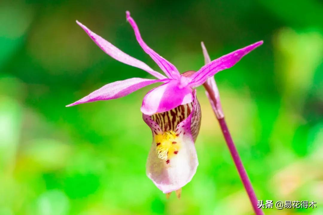 布袋兰花品种图片大全,我国特有的单种属珍稀濒危兰花