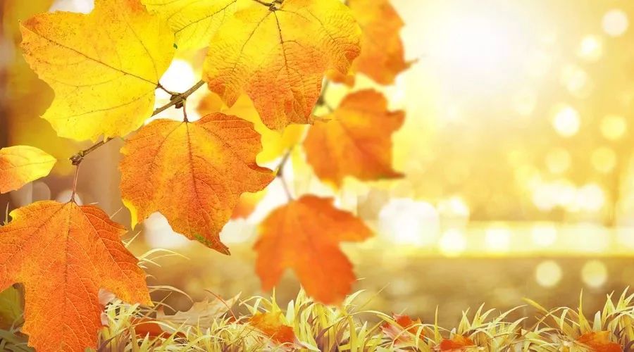 描写秋天的段落名家名篇,名家描写秋天的句子