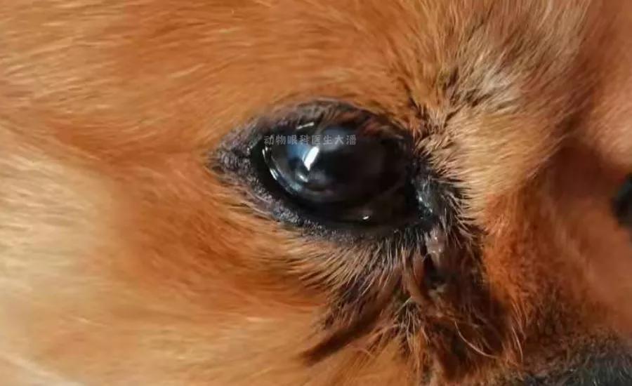 狗狗角膜溃疡恢复过程图片,狗狗眼角膜溃疡