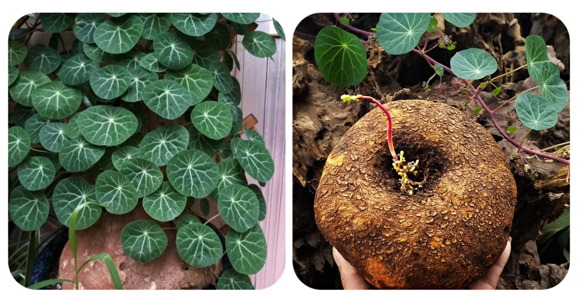 好看又好养的盆花,人养花也养人