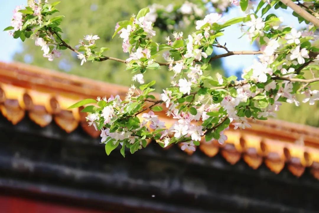 天津十大自然风景区,天津九山顶自然风景区赏秋
