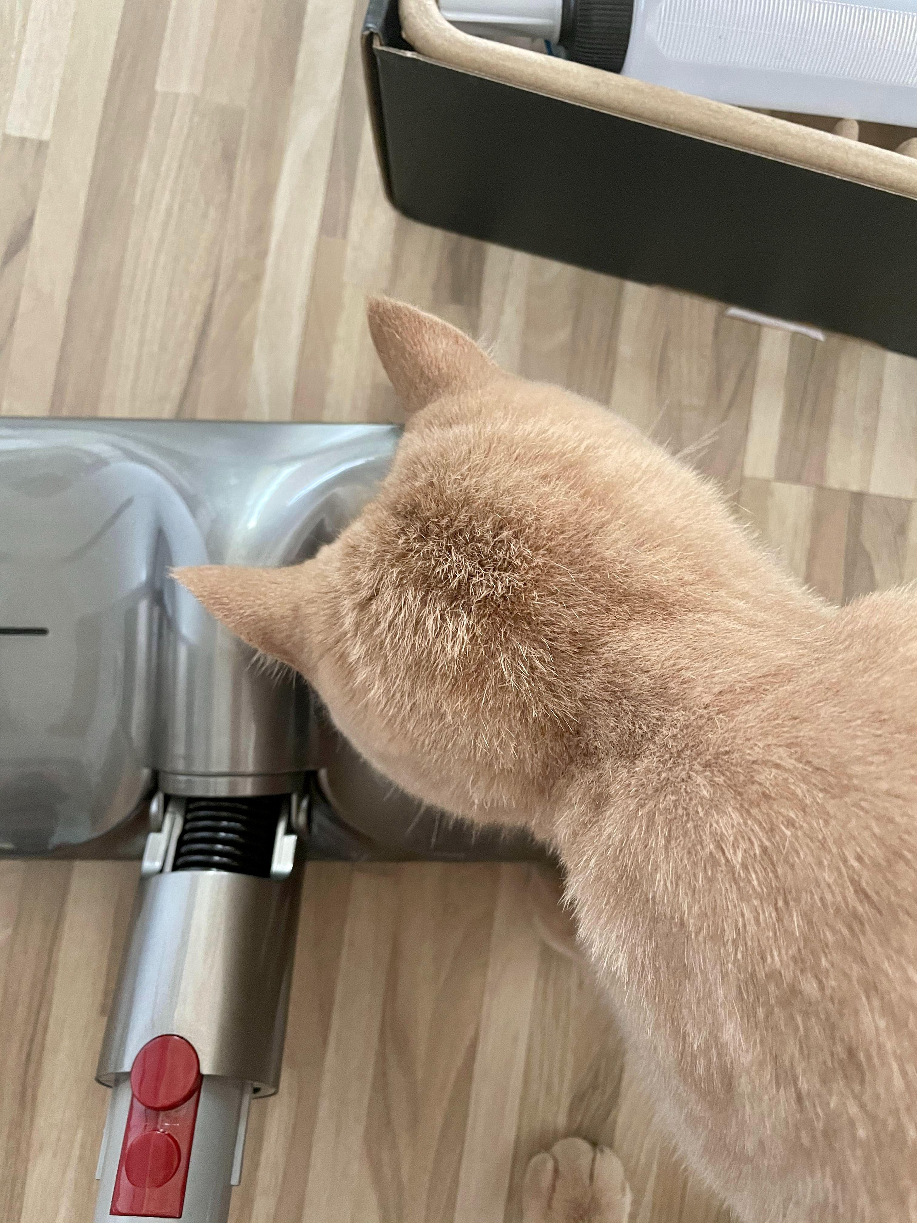 戴森v8能装拖把头吗,用了四年的戴森v8