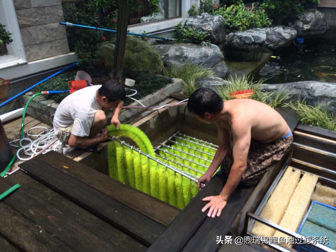 锦鲤鱼池清洗过滤的正确方法,清洗锦鲤池滤材