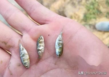 鱼得了孢子虫病如何治疗,孢子虫水产养殖最佳治疗方法