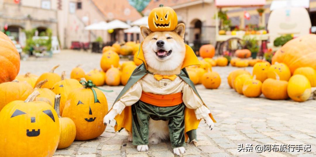 日本涩谷万圣节旅游攻略,日本东京高楼看涩谷万圣节盛况