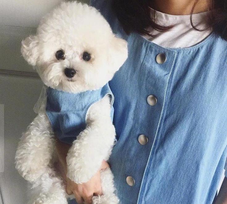 养狗比熊的注意事项,养狗后悔比熊