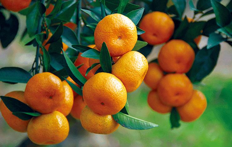 橘子树处于挂果期,这几个基础操作要知道,能让果实变得又大又甜