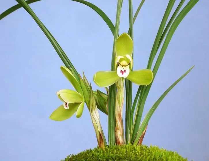 如何快速鉴别兰花的真假,新手如何分辨兰花的真假