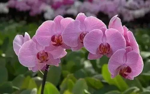 全国56个城市的市花,全国56个城市市花一览