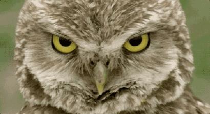 气候变暖鸟类变大的原因,为什么鸟到冬天就变得胖