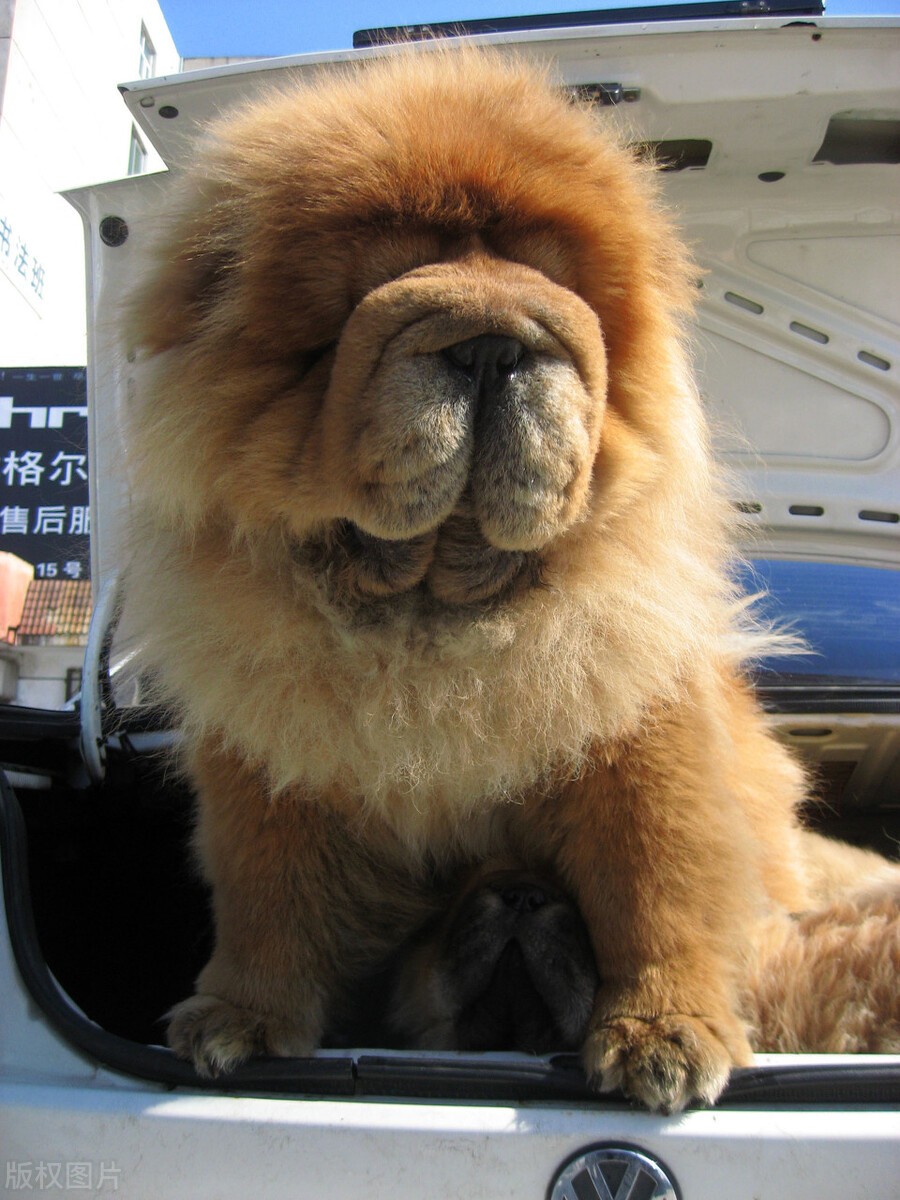 松狮犬的喂养与护理方法,松狮犬吃什么比较好养呢