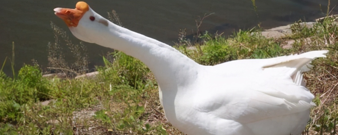 鹅粪便为什么不能杀蛇,鹅屎为什么能杀死蛇