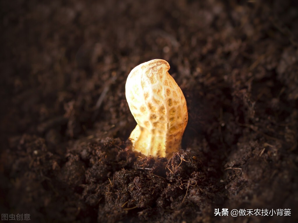 花生带壳播种比剥壳播种，真的更省工、省肥、病害少、产量高吗？