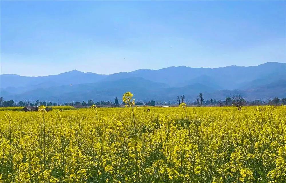 阳春三月踏青吟,阳春三月诗和风景