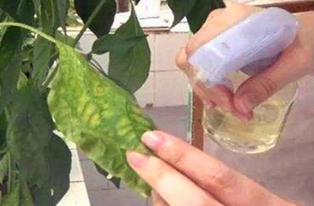 植物叶面不油亮缺什么,植物不缺水但叶子发黄