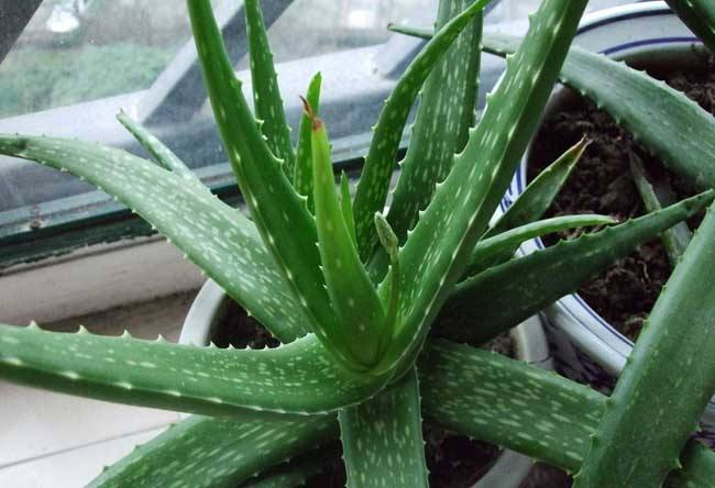 芦荟施肥春夏秋冬,芦荟正确的施肥方法