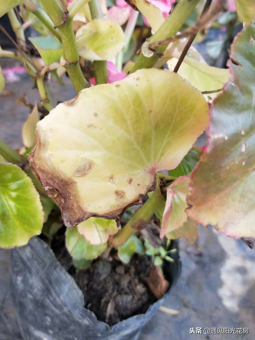 四季秋海棠的养殖方法和注意事项,四季秋海棠花开败了怎么处理