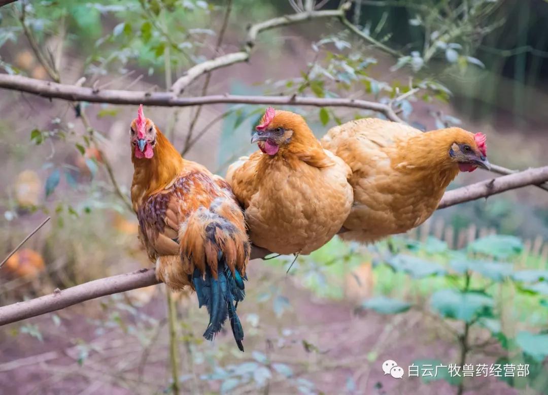 效养蛋禽-全解--如何高效有力的养殖蛋禽增加产蛋，收入