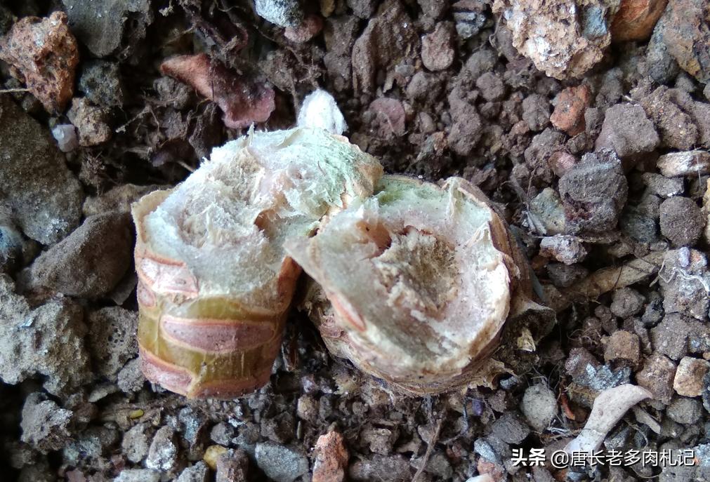 多肉熊童子掉叶怎么回事,小人祭多肉烂根掉叶的原因