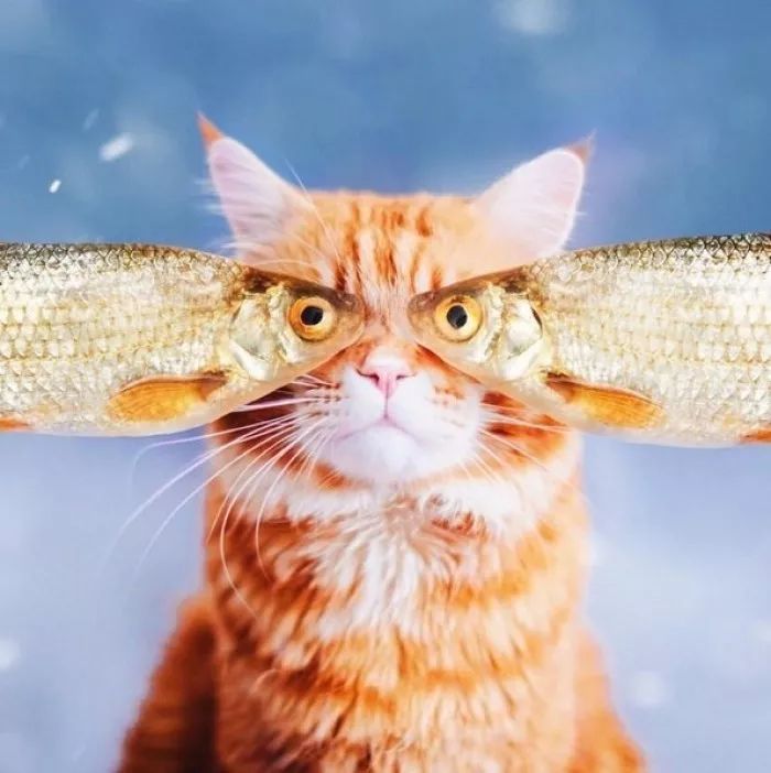 三十种不能吃的小食品,不能喂猫的食物