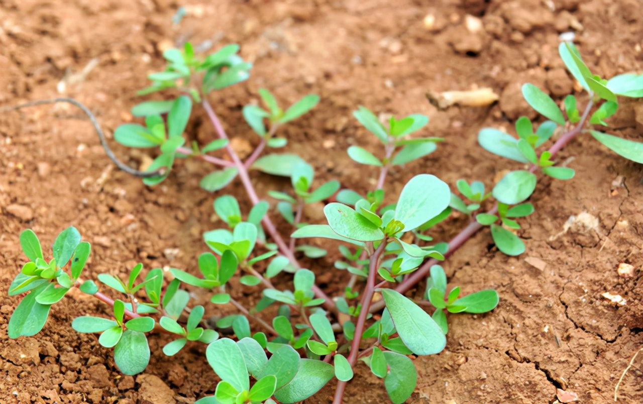 有白头发最好不要染,日常多吃这3种食物,或许可以让白发少些