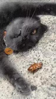 教你一招灭蟑螂不花一分钱,灭蟑螂安全有效的方法