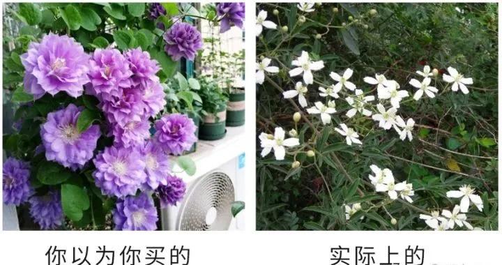 淘宝网店的宿迁神苗,宿迁神苗什么意思