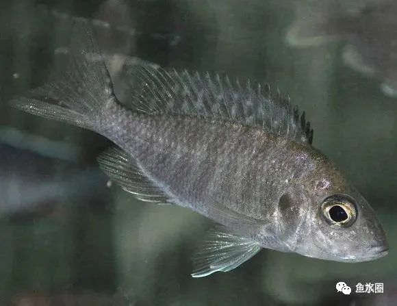 三湖慈鲷马鲷孔雀珍珠系能长多大,三湖慈鲷之孔雀