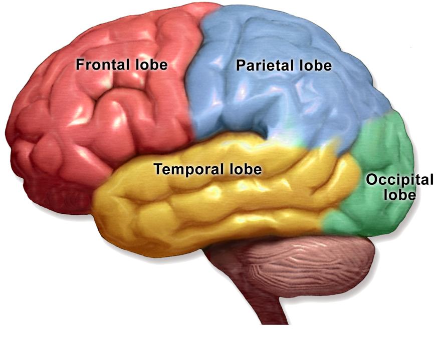 大脑新皮层和边缘系统的关系,皮层和新皮层