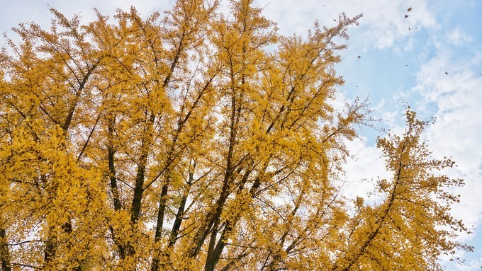 杭州西湖乌镇苏州南京上海攻略,天青色等烟雨乌镇旅游