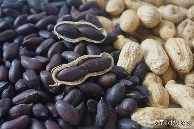 黑龙江农作物创业新思路,农村最赚钱的种植项目有哪些